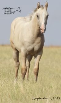 Smokin Rose MA's 2023 Buckskin Palomino Filly